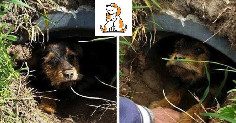 This Dog With Broken Legs Was Living Alone In A Ditch