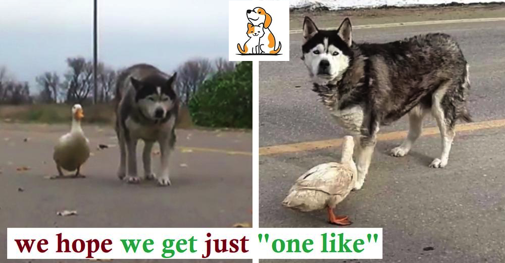 The Uncommon Friendship Between A Duck And A Husky Shows Us That Friendship Has No Limitations