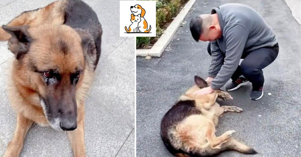 Retired Police Dog Gets Emotional After Reuniting With Handler She Hasn’T Seen In Years