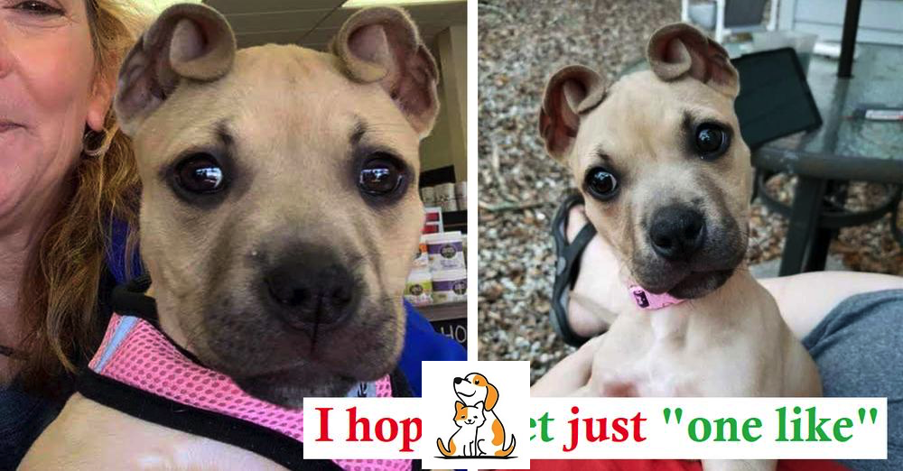 Adorable Rescue Puppy Has Ears That Looks Like Mini Cinnamon Rolls