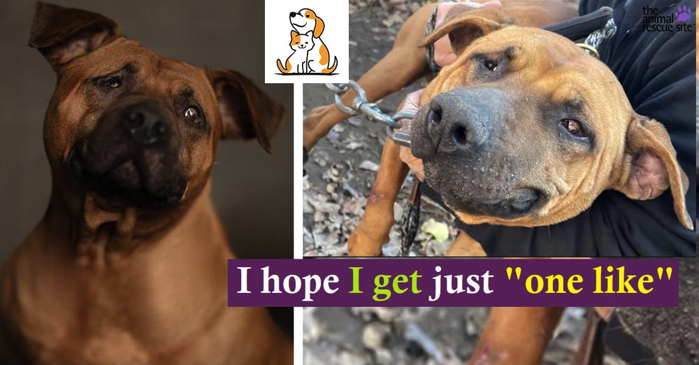 Dog Blinded Through Suspected Dogfighting Yearns For Cuddle Buddy & Loving Home