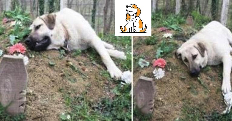 This ‘Heartbroken’ Dog Ran Away From Home Everyday To Visit His Dead Owner’S Grave