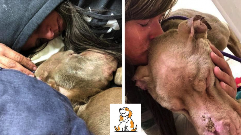 College Student Holds Dy.Ing Shelter Dog In Her Arms All Night So He Won’T Pa.Ss Away Alone…!