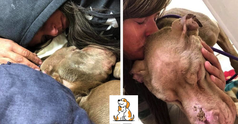 College Student Holds Dy.Ing Shelter Dog In Her Arms All Night So He Wonâ€™T Pa.Ss Away Aloneâ€¦!