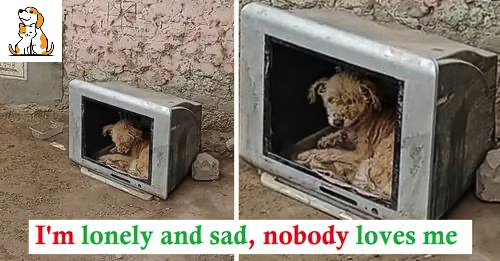 Hopeless Stray Puppy Took Refuge In An Old Television To Protect Himself From The Cold. Use The Hole As A House