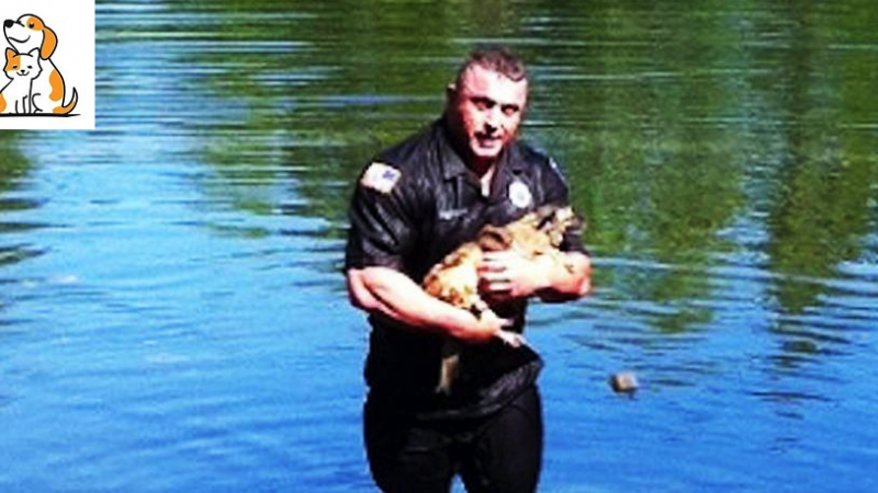 Brave Officer Dives Underwater To Save Trapped Dog Inside Drowning Truck