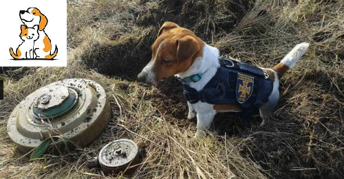 Heroic Dog Helps Save Lives In Ukraine By Detecting Explosives