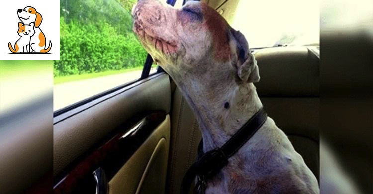 Girl Takes Her Dying Dog On One Last Car Ride, Dog’S Face Makes Family Tear Up