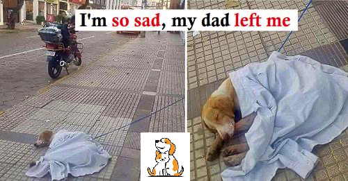 Sick Dog Was Tied Up And Abandoned In The Middle Of A Public Road. He Spent Days Living On The Sidewalk