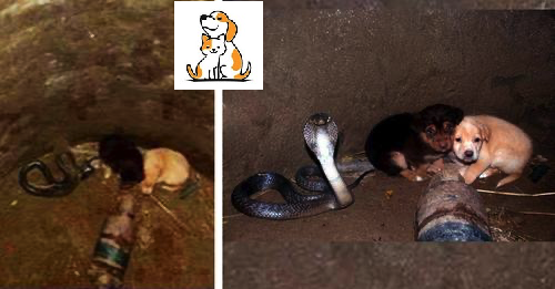 Someone Threw Puppies Into A Well, And A Poisonous But Extremely Friendly Cobra Helped Them