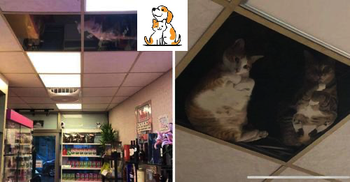 Shop Owner Installs A Glass Ceiling For His Cats And Now They Won’T Stop Staring At Him