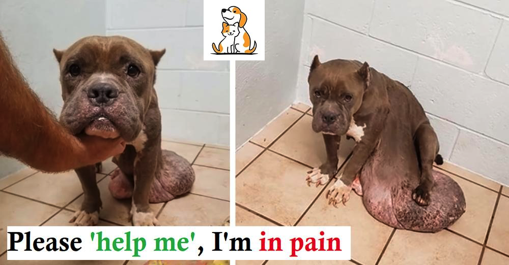 Stray Dog With The Biggest Tumor Ever, Tormented By Pain, Upset And Losing Faith In Life, But No Help