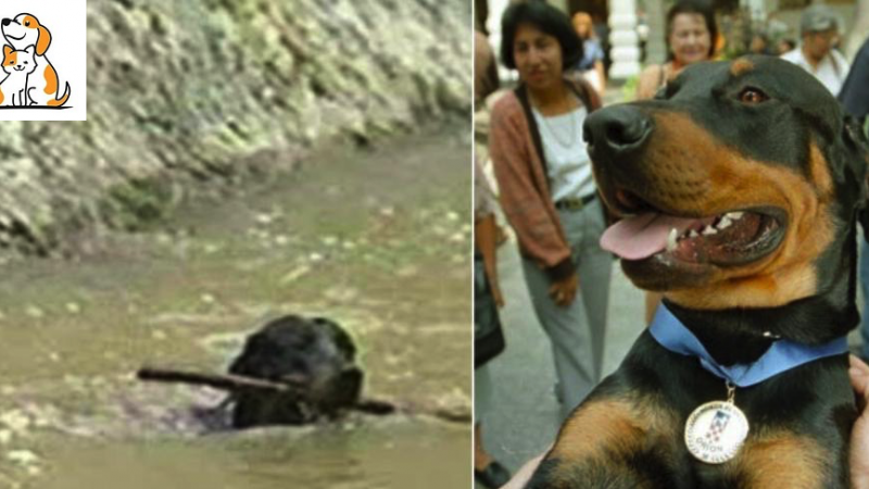This Dog Shocked The World! He Saved As Many As 37 Lives