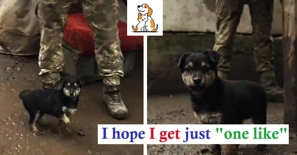 Ukrainian Soldiers Find Stray Puppy In The Freezing Cold, Adopt Him As Their ‘Protector’