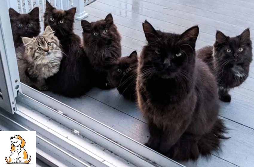 The cat brought her tiny kittens to meet the woman who helped her