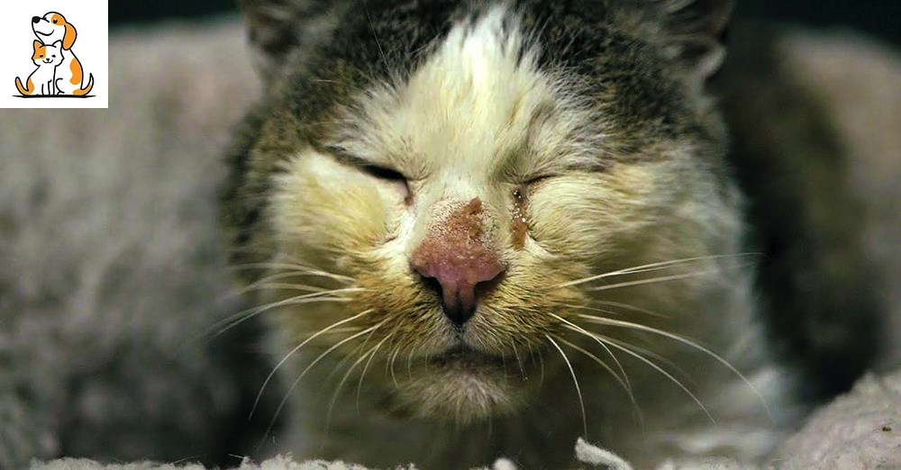 Starving Old Cat From The Street Gets A Home And A Warm Bed