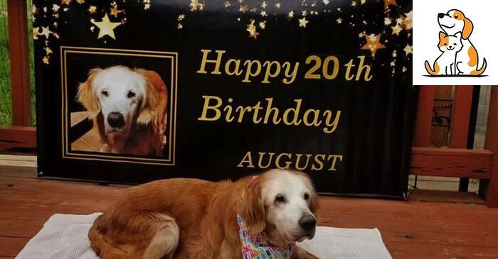 Golden Retriever Celebrates Her 20Th Birthday And Becoming The Oldest Golden Retriever Ever