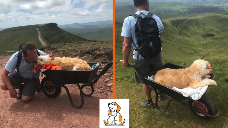 Man Wheelbarrows His Dy.Ing Dog Up His Favorite Mountain One Last Time!