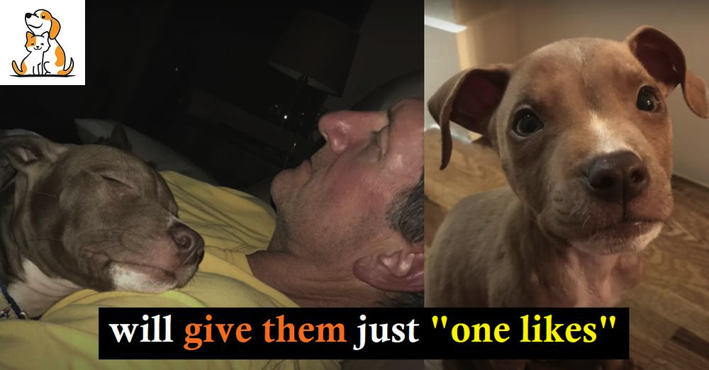 Man Scooped Up Dying Puppy, Laid Him On His Chest & They Rescued Each Other