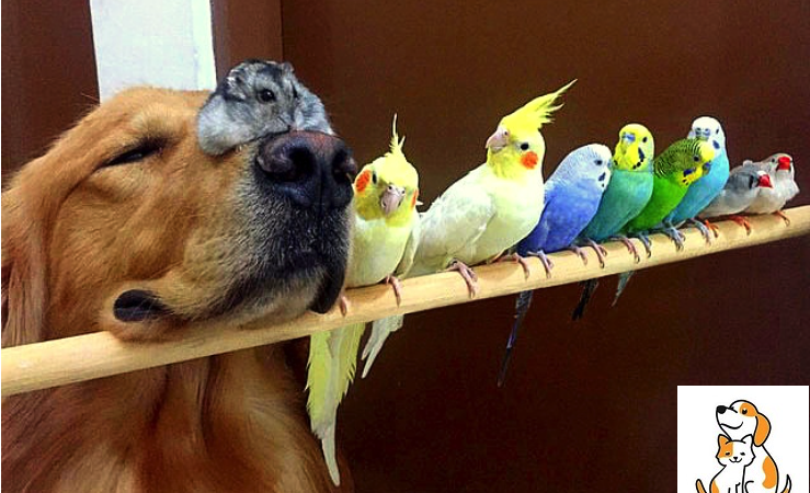 The Golden Retriever, 8 Birds And A Hamster- Live Together Under One Roof.