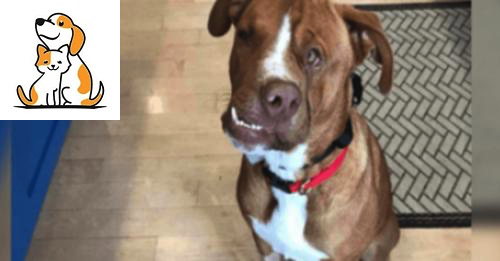 Crooked Faced Dog With Heart Of Gold Finds The Family He Was Made To Love (8+ Pics)