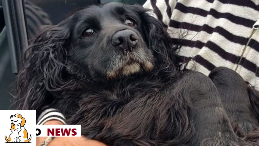 Angels At A Dog’s Back When He Unbelievably Survived After Sudbury Storm Drain.