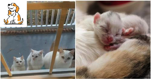 A Stray Cat Appears On The Doorstep With Her Babies Asking For Help