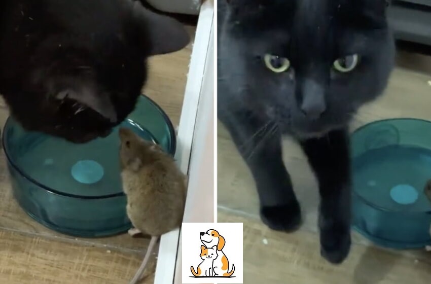 The Cat Made Friends With a Mouse Instead of Eating It