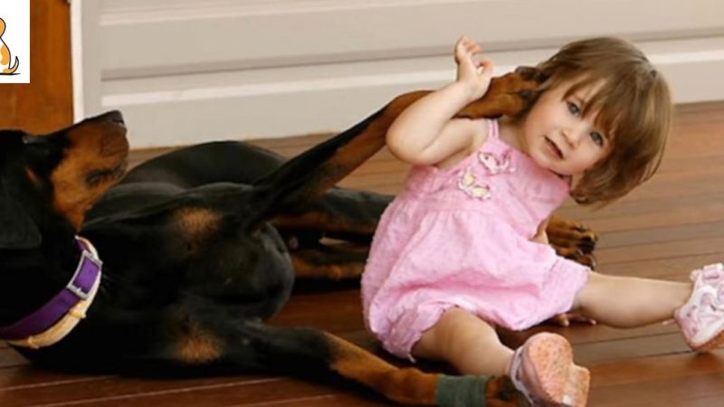 The once maltreated Doberman grabbed toddler and tossed her like a rag doll. Family soon realizes why