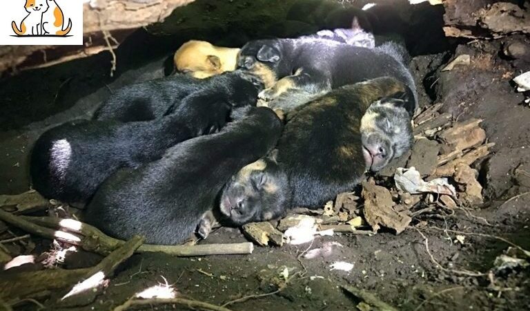 Brave Mother Dog Carries 13 Pups To A Hiding Spot Despite Her Injured Leg
