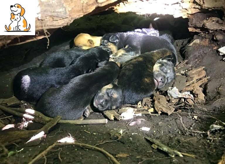Brave Mother Dog Carries 13 Pups To A Hiding Spot Despite Her Injured Leg
