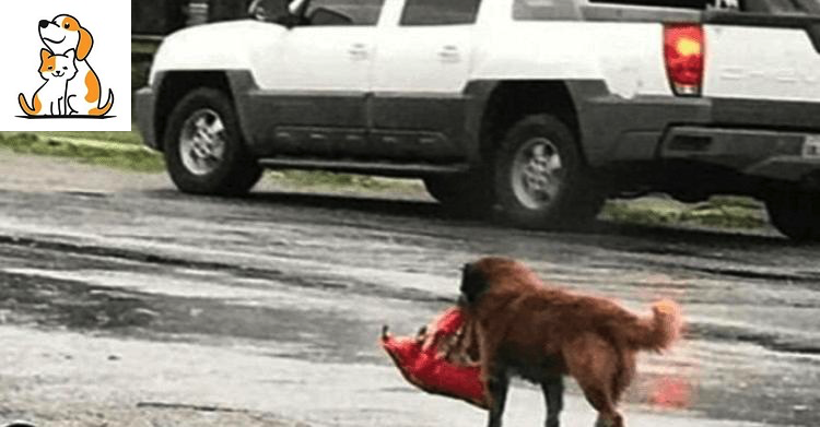 “The Homeless Dog Carried A Bundle In His Teeth”: That Day He Saved A Little Human Life