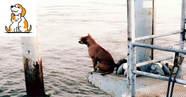 Unfortunately Falling Into The River, The Dog Goes To The Pier Every Day Waiting For The Owner To Pick Up…In Hopelessness