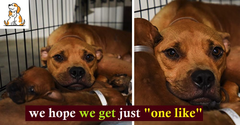 The Dog Had No Strength Left To Survive And She Brought Her Puppies To People On The Porch