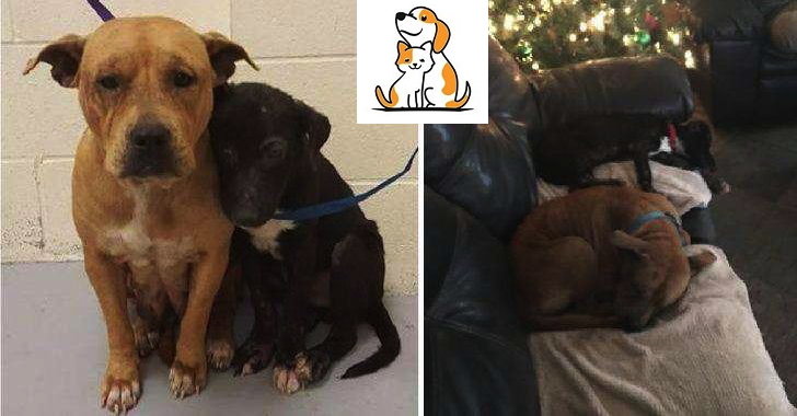 2 Sheltered Dogs Which Worried About Their Futures Now Have A Forever Home!