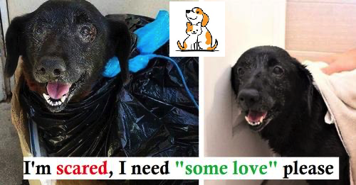 Dog’S Dropped Off At Shelter In A Garbage Bag Because Owners Didn’T Want Blood In Their Car