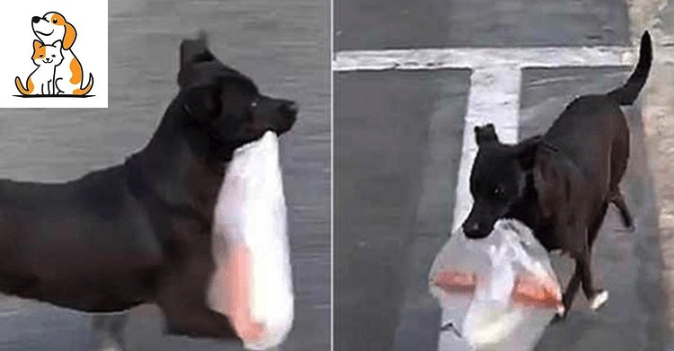 For Ten Years Now, This Dog Goes To The Store Everyday To Buy Breakfast For His Beloved Grandmother