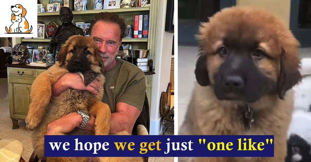 Arnold Schwarzenegger Proudly Introduces His New Dog Named “Schnitzel”