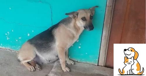 A Pregnant Dog Sits Day And Night At Front Door Left Behind By Family!