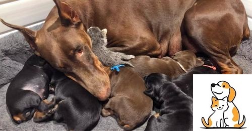 Doberman Pinscher Named Ruby Adopts An ‘Aban.do.ned’ Kitten And Her Newborn Babies