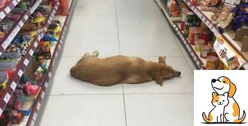 Store Opens Their Doors For Stray Dog To Cool Off On Hot Summer Day