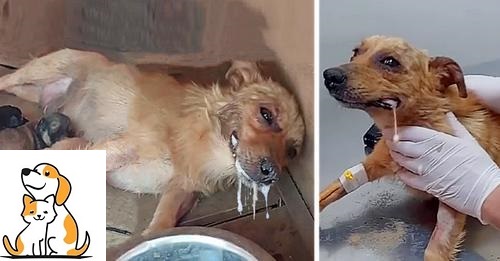 Mother Dog Got Poisoned, But Spend Last Energy Lifting Her Head Beg To Save Her Puppies