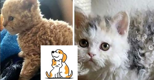 Meet The Rare Curly “Poodle” Cat That Loves Clowning Around