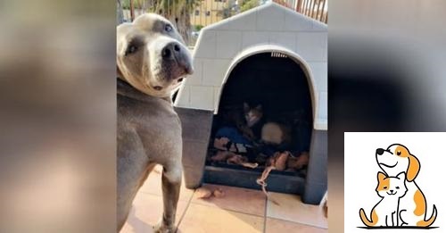 The Kind Pit Bull Gave Up Her Home To The Pregnant Stray Cat And Stood Guard As She Gave Birth To The Kittens