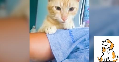 Sweet Stray Cat Chase Woman’s Car And Begs Her To Take Her Home