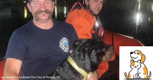 Pennsylvania Firefighters Rescue Dog From River Late At Night