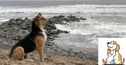 Grieving Dog Visits The Beach Every Day To Stare At The Ocean After His Owner Died At Sea