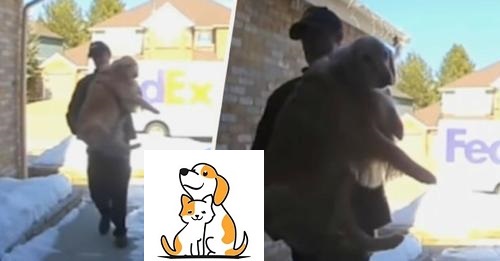 FedEx Driver Finds Loose Dog And ‘Delivers’ Her Back Home, Carrying Her In His Arms
