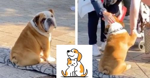 Dog Sits Outside His Mother’s Store Every Day To Shake Hands With Customers