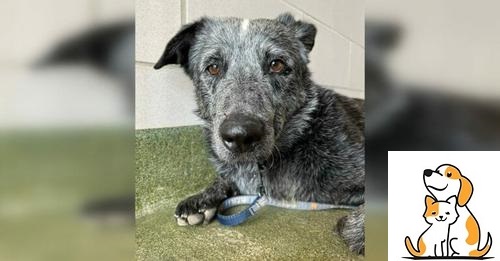 Deaf Dog Who Helped His Family Through Grief Found After 11 Months Missing